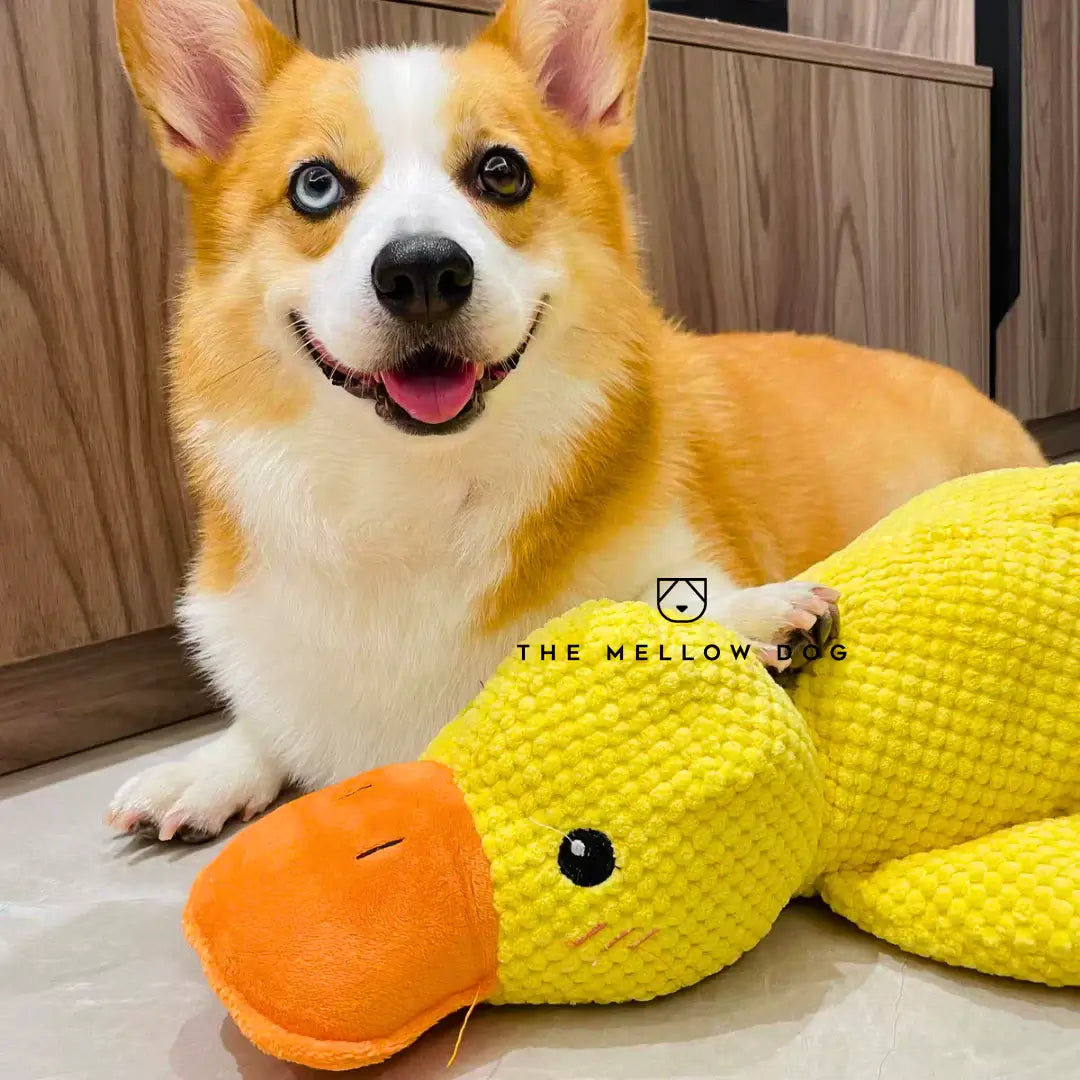 Canard apaisant – pour le bonheur et le bien-être de votre chien