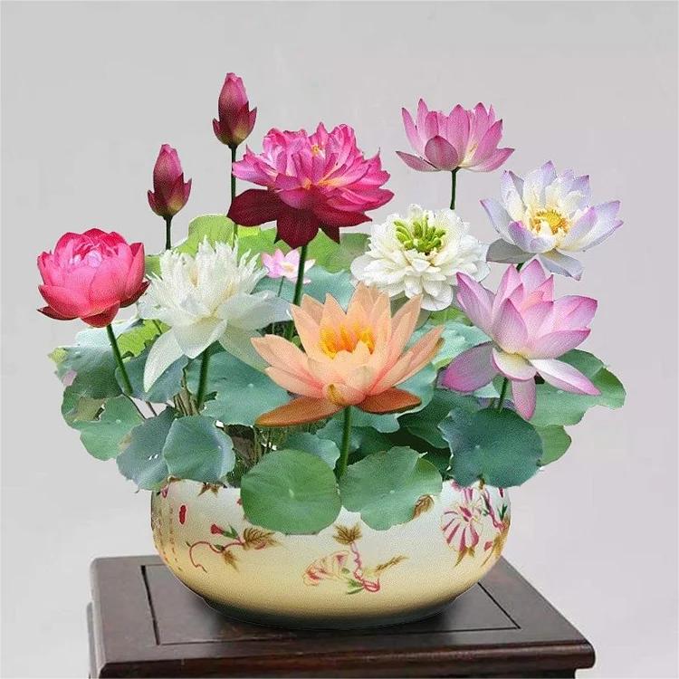 Graines pour jardin aquatique miniature pour étang et balcon