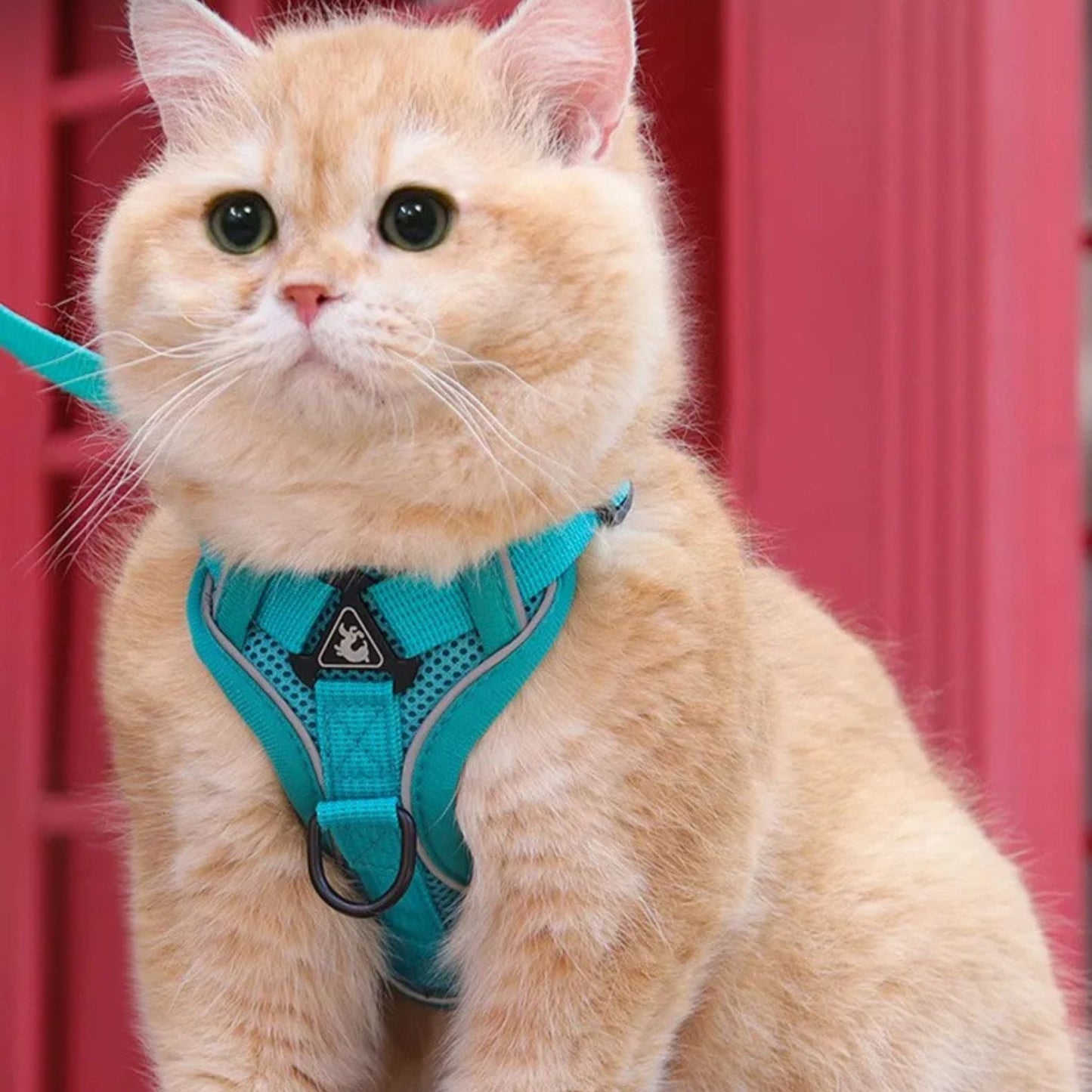 Harnais pour chat anti-fuite sécurisé