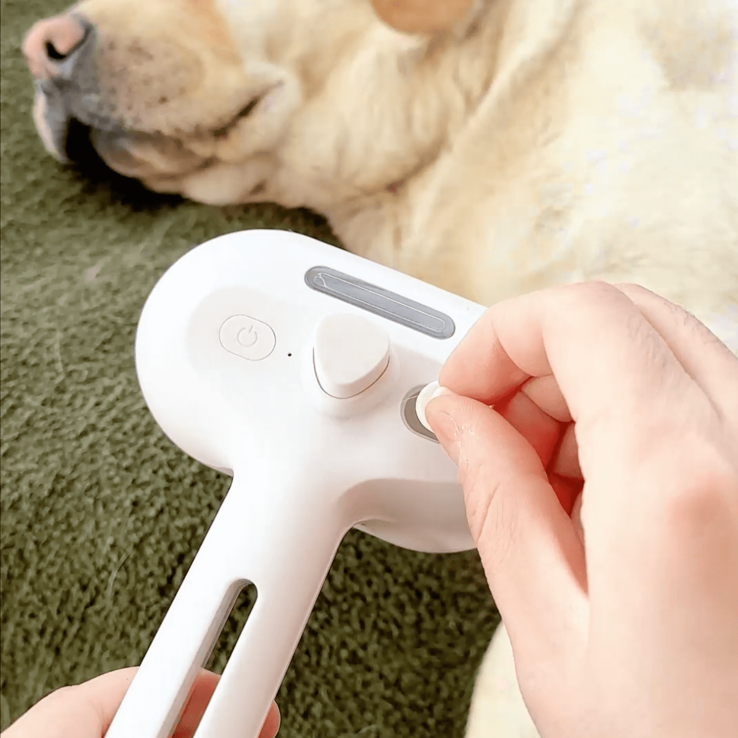 Brosse à vapeur pour chiens