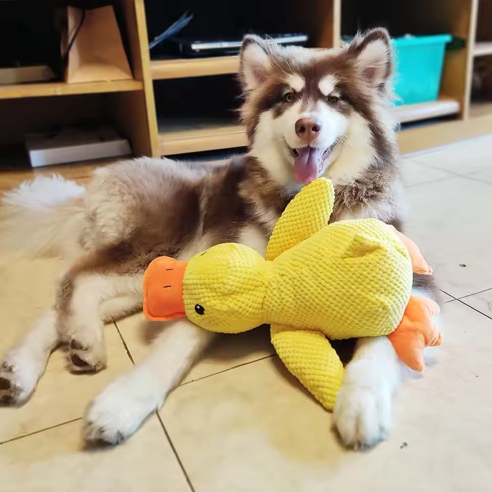 Canard apaisant – pour le bonheur et le bien-être de votre chien