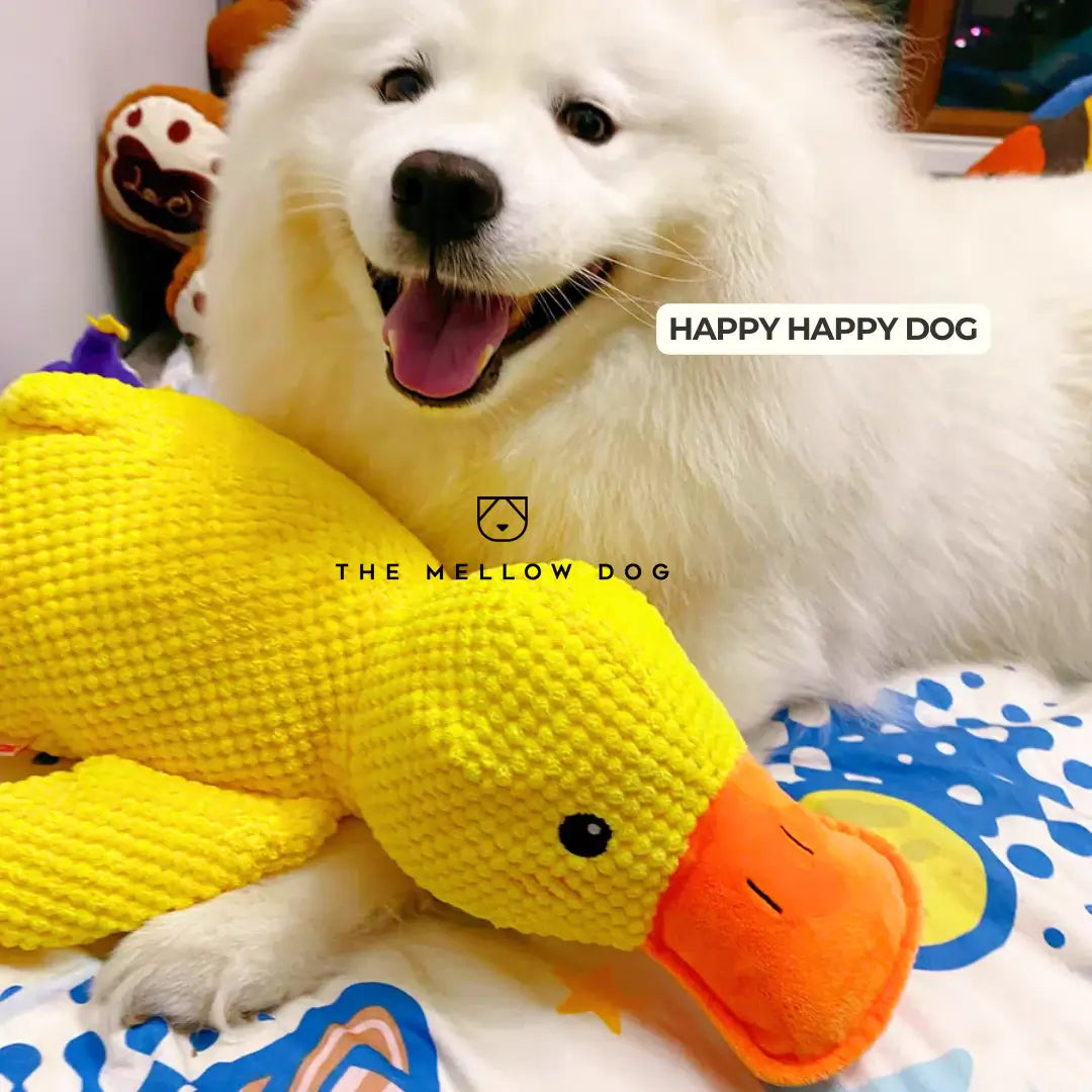 Canard apaisant – pour le bonheur et le bien-être de votre chien