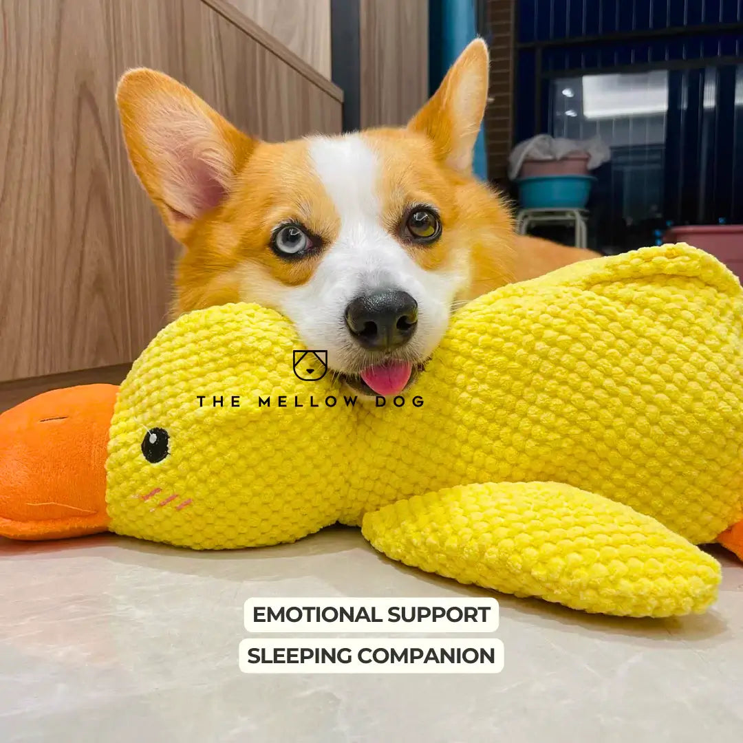 Canard apaisant – pour le bonheur et le bien-être de votre chien