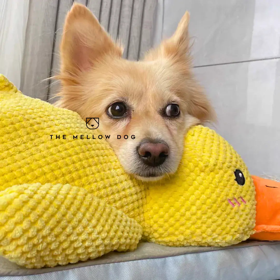 Canard apaisant – pour le bonheur et le bien-être de votre chien