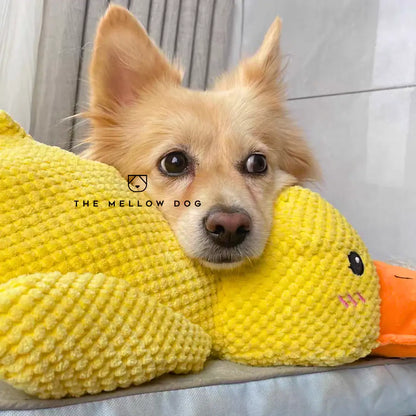 Canard apaisant – pour le bonheur et le bien-être de votre chien