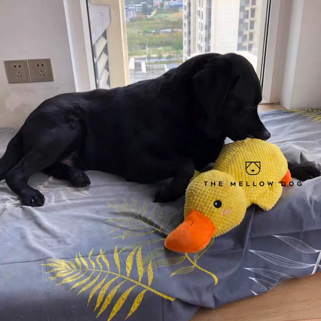 Canard apaisant – pour le bonheur et le bien-être de votre chien