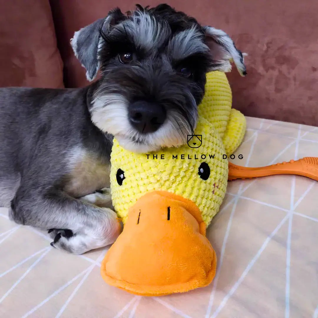 Canard apaisant – pour le bonheur et le bien-être de votre chien