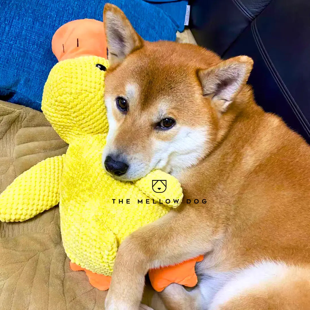 Canard apaisant – pour le bonheur et le bien-être de votre chien