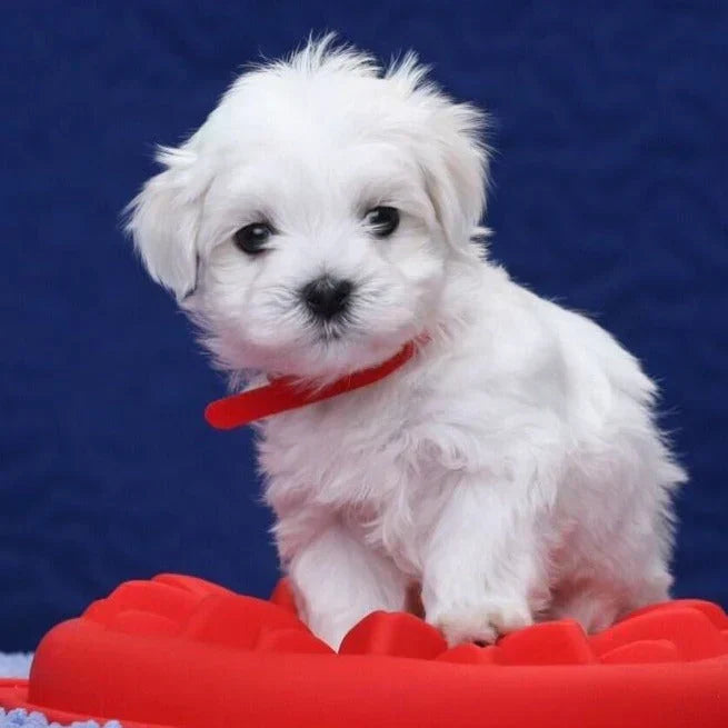 Chien robot réaliste
