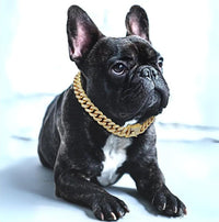 Collier chaîne doré pour chien