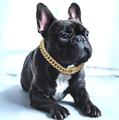 Collier chaîne doré pour chien
