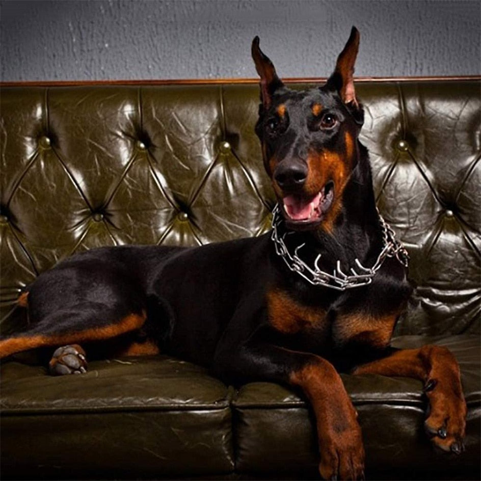 Collier de dressage pour chien réglable avec pointes gainées de caoutchouc