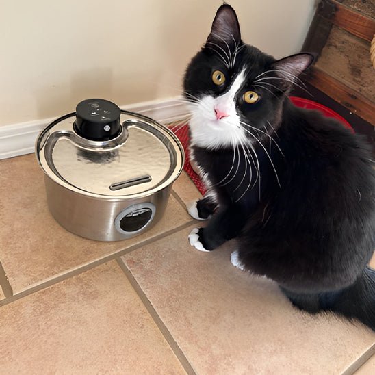 Fontaine à eau pour chat sans fil | hydratation à piles