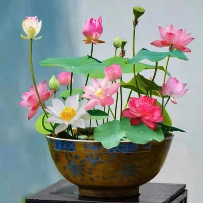 Graines pour jardin aquatique miniature pour étang et balcon