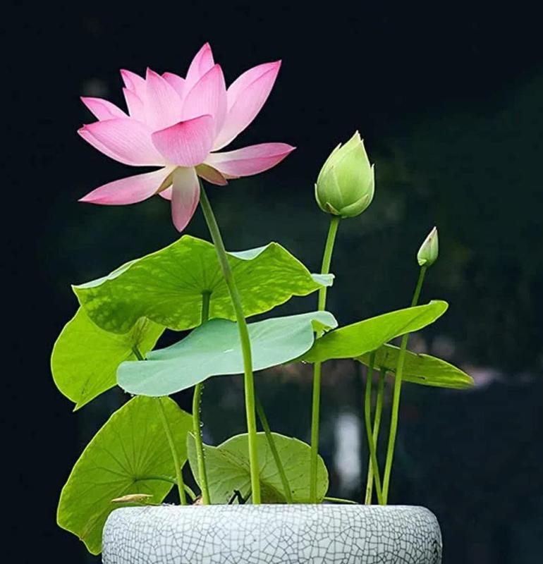 Graines pour jardin aquatique miniature pour étang et balcon