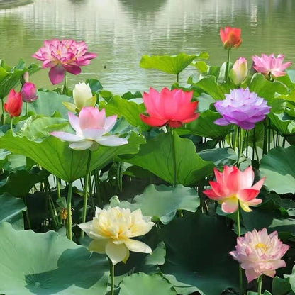 Graines pour jardin aquatique miniature pour étang et balcon