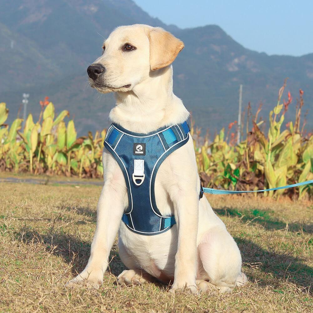 Harnais anti-traction pour chien