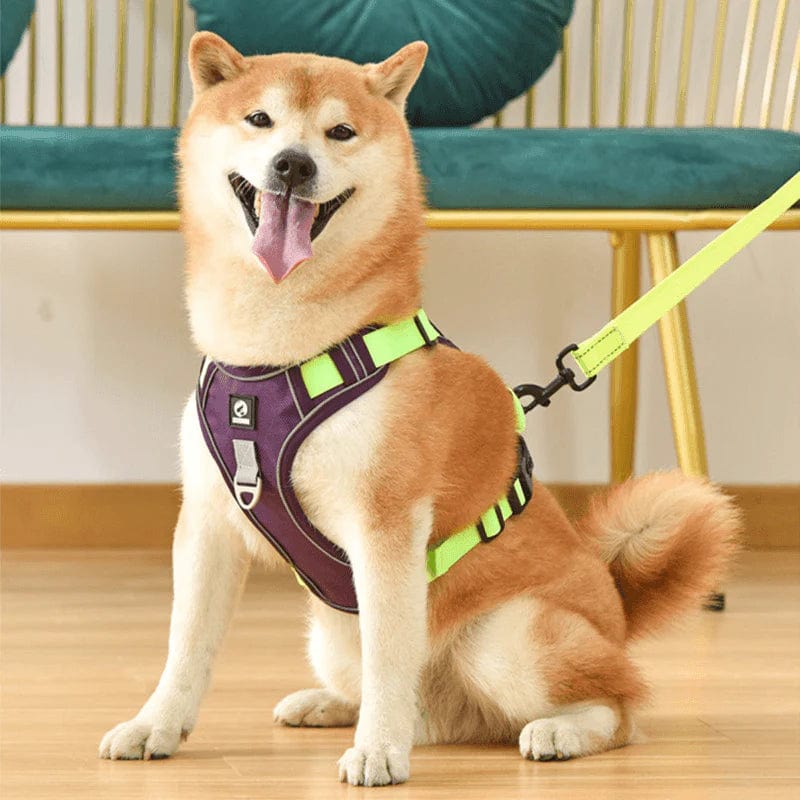 Harnais anti-traction pour chien