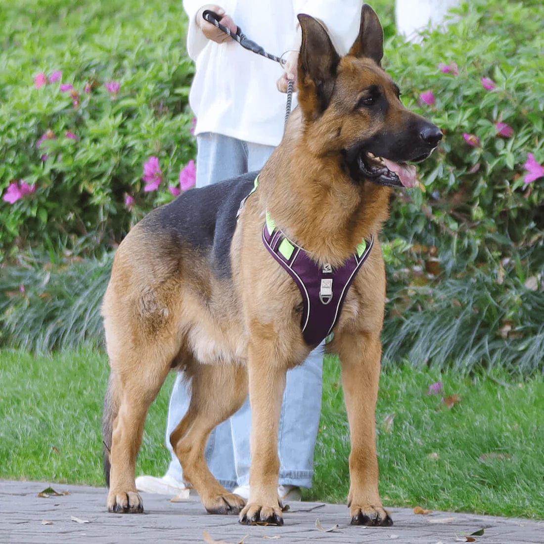 Harnais anti-traction pour chien