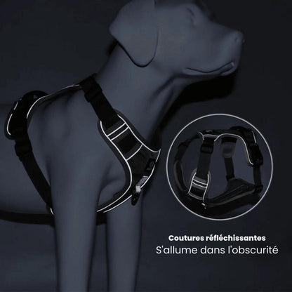 Harnais anti-traction pour chien