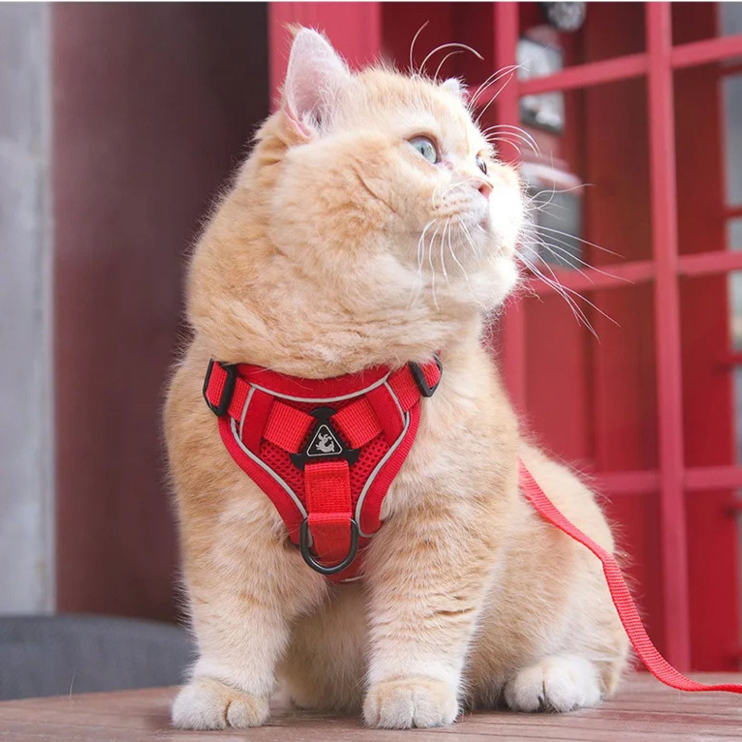Harnais pour chat anti-fuite sécurisé