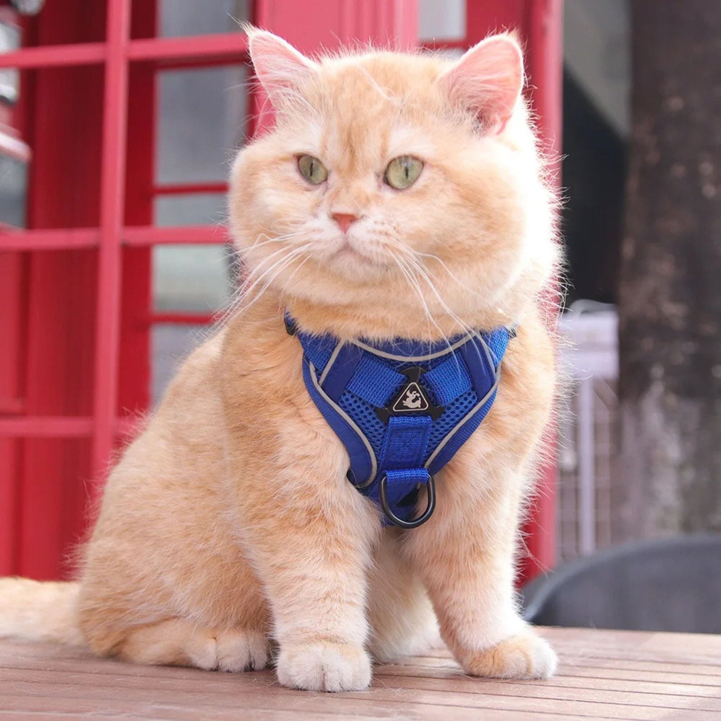 Harnais pour chat anti-fuite sécurisé