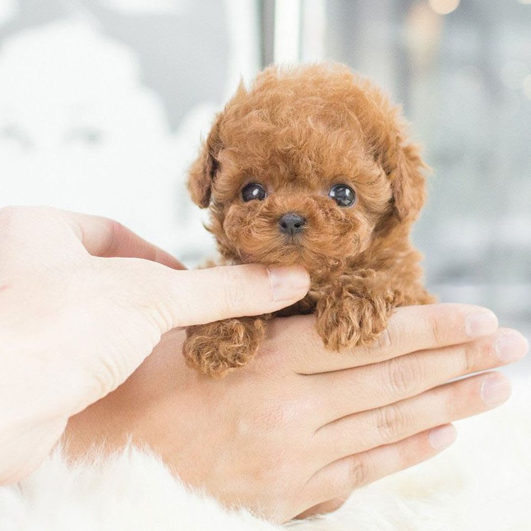 Jouet chiot interactif aux mouvements réalistes
