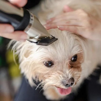 Kit tondeuse de toilettage pour chien silencieuse avec peignes réglables