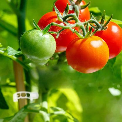 Pinces de support pour plantes en plastique | diamètre intérieur 1 pouce | réutilisables