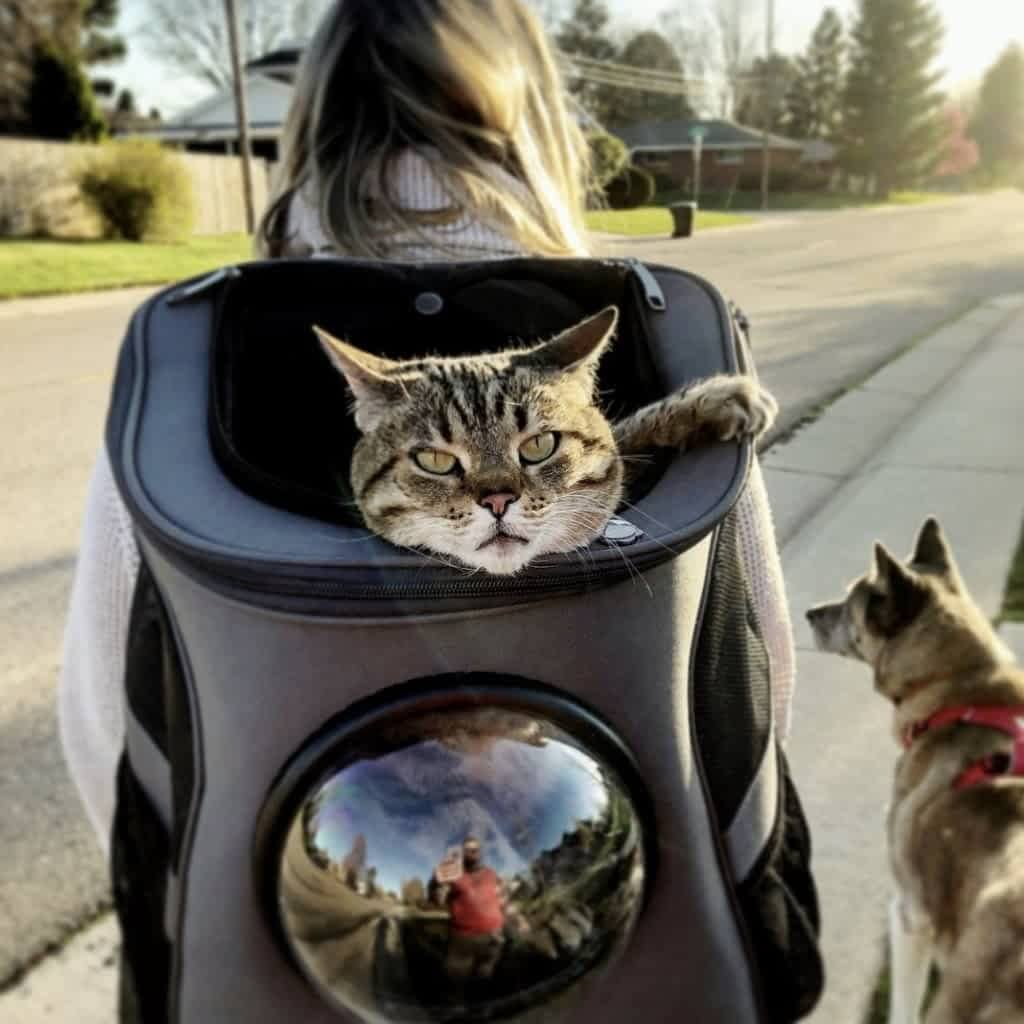 Sac à dos de transport pour chats de grande taille avec fenêtre-bulle
